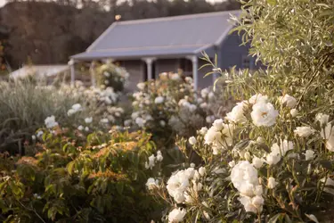 🌿 Summer in Bloom at Longbush Cottage Gardens