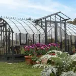 Image of a large French glasshouse amonst Tulips and other plants