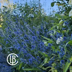 Longbush Blue Green Planting