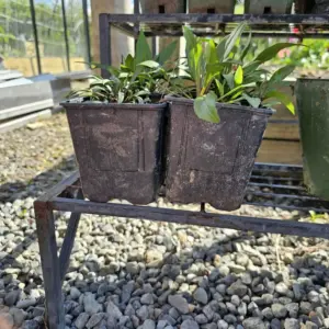 "Garden Bliss ðŸŒ¼ | Cottage Emporium's Botanical Beauties"