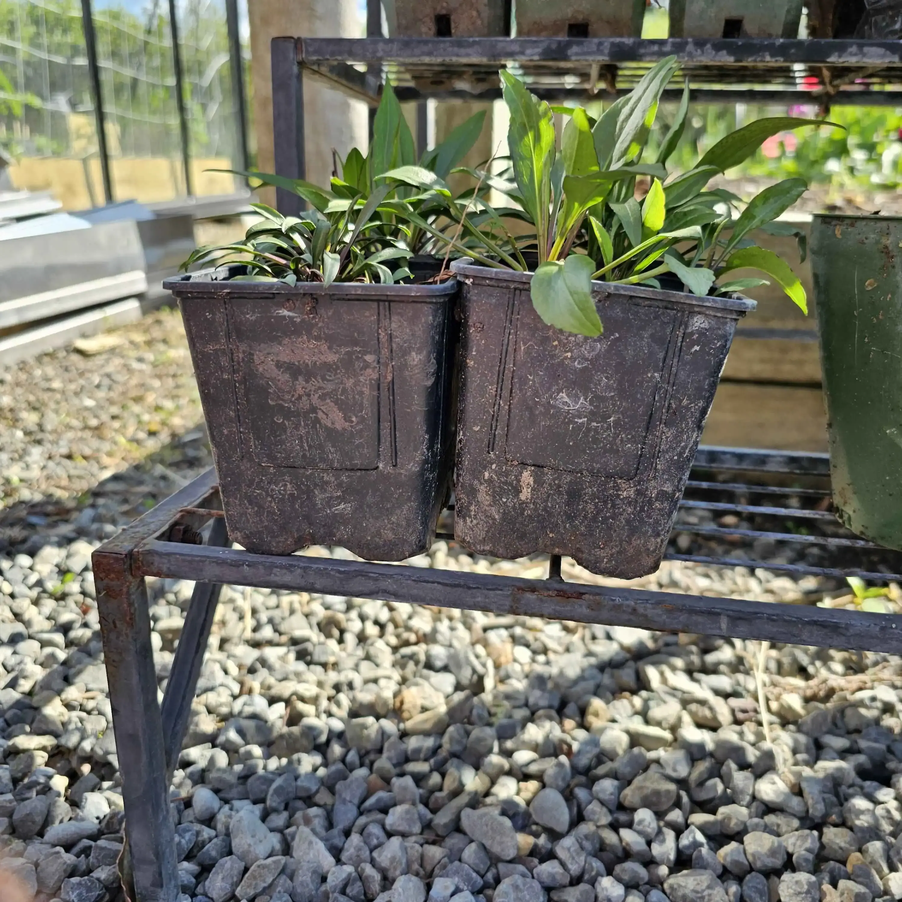 "Garden Bliss ðŸŒ¼ | Cottage Emporium's Botanical Beauties"