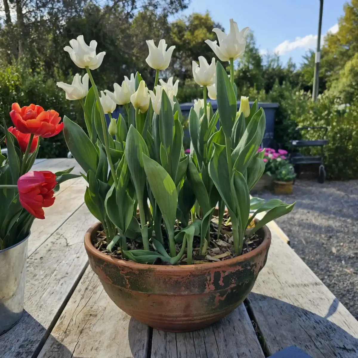 "Blooming tulips and lush greens â€“ a garden emporium in the heart of nature."