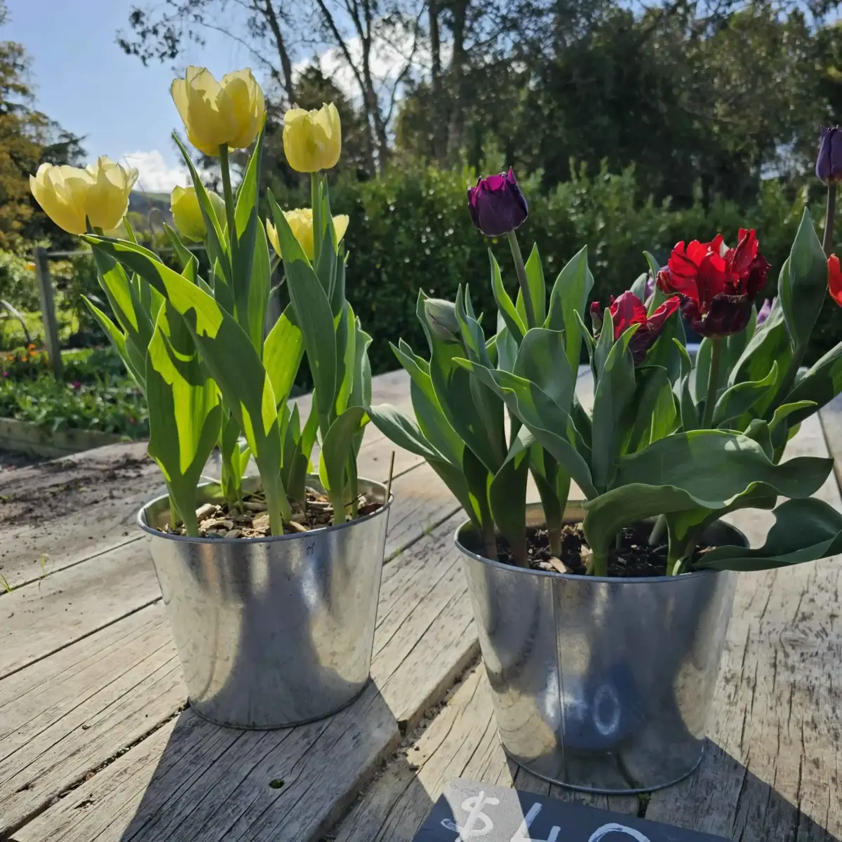"Blossoming beauty: Tulips in a cottage garden emporium ðŸŒ·ðŸŒ¿"