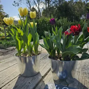 "Blossoming beauty: Tulips in a cottage garden emporium ðŸŒ·ðŸŒ¿"
