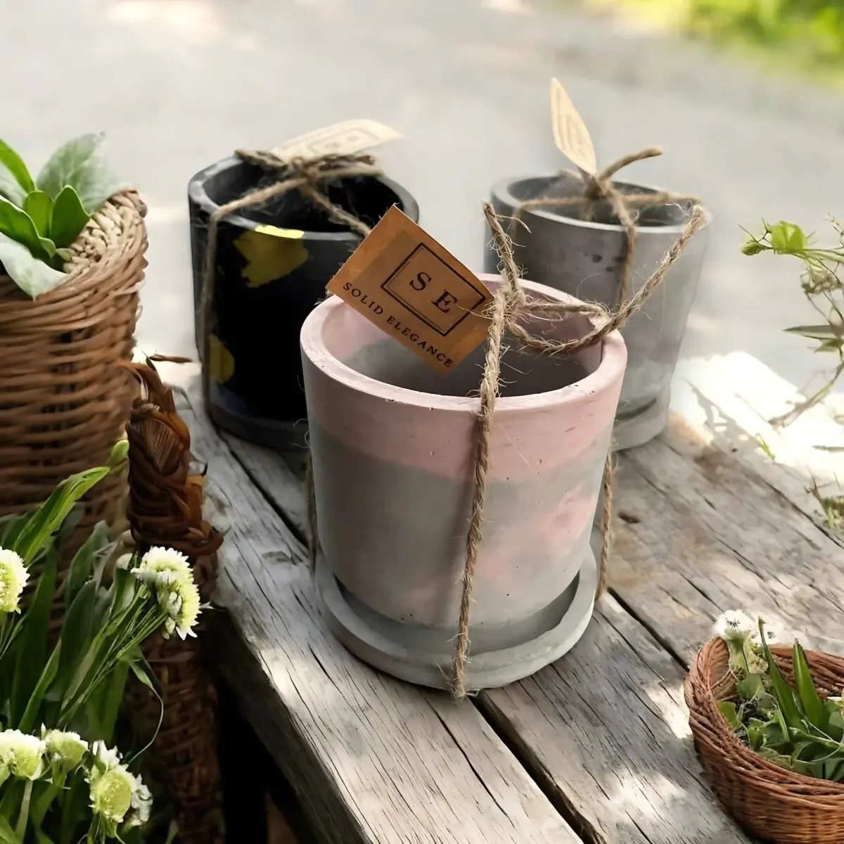 "Elegance in a Flowerpot: A Solid Touch of Nature ðŸŒ¿ #Houseplant #Garden
