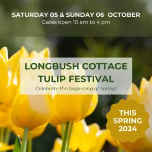 Longbush Tulip Festival 2024 Yellow Tulips